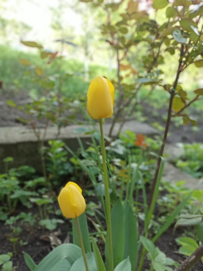 Green Garden إيجيفان المظهر الخارجي الصورة